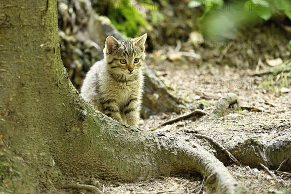 European wildcat