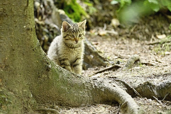 European wildcat