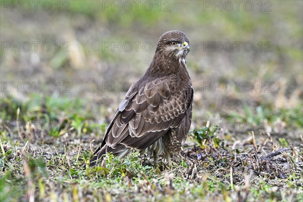 Common steppe buzzard