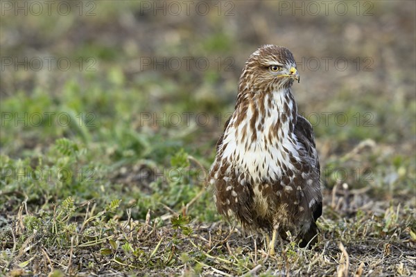 Common steppe buzzard