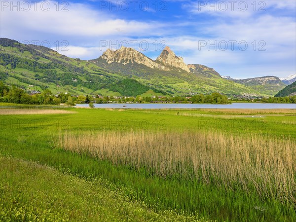 Reed belt on Lake Lauerz behind the Great and Small Myths