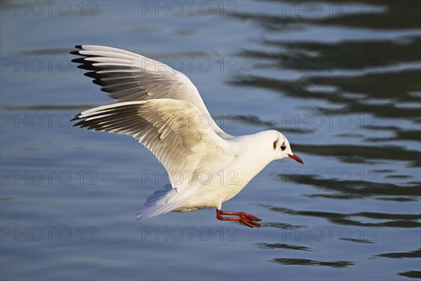 Black-headed Black-headed Gull