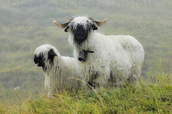 Valais black-nosed domestic sheep