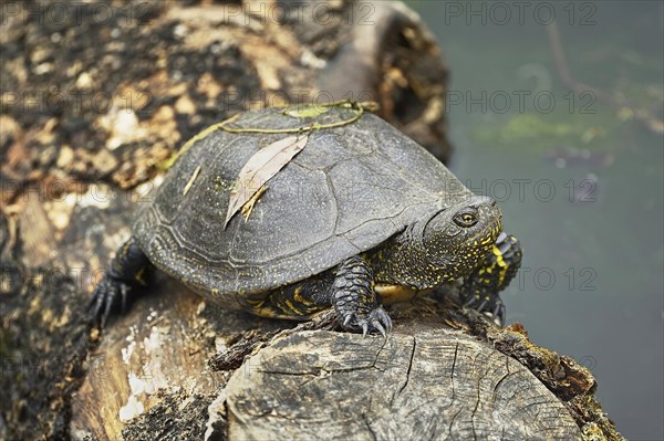 European pond turtle