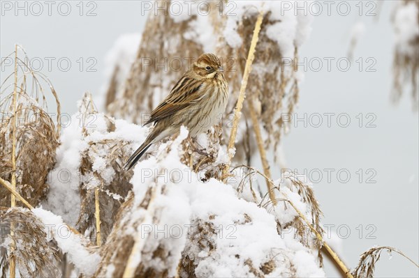 Female Reed Bunting