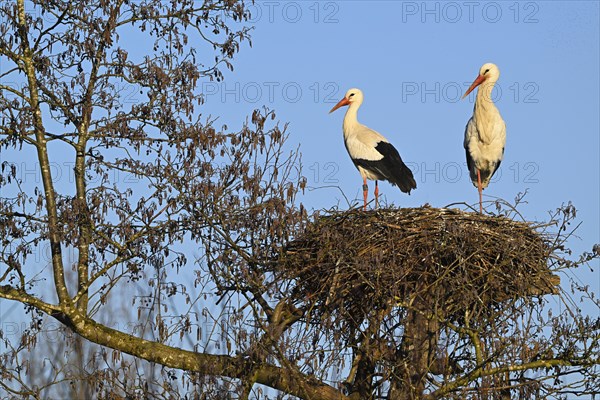 Two white storks