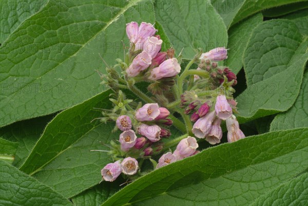 Medicinal plant common comfrey