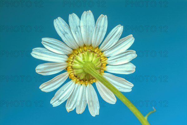 Medicinal plant Chamomile