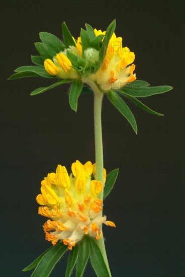 Common kidney vetch