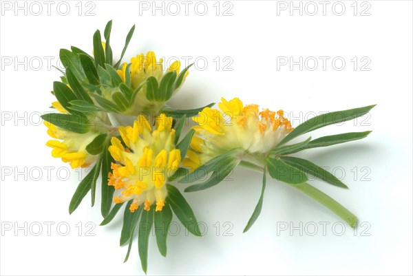 Common kidney vetch