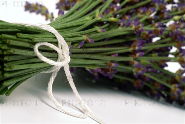 True lavender or narrow-leaved lavender