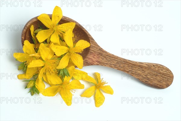 Medicinal plant St. John's wort