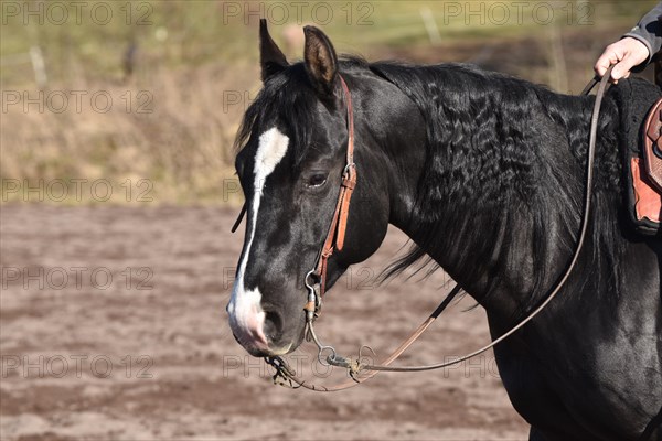 Head and neck of a black American Quarter Horse stallion with bridle and bit during training