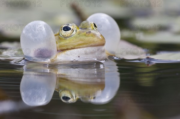 Green frog