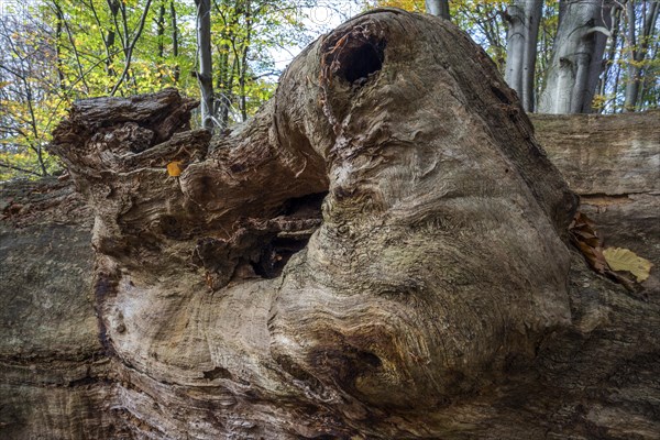 Fallen dead tree trunk in autumnal beech forest