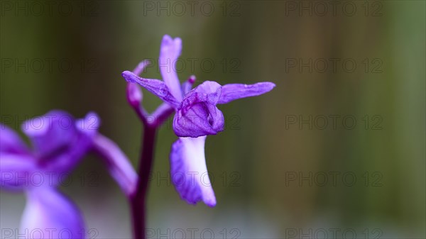 Macro shot