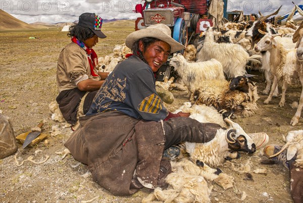 Tibetan shepards shaving sheeps along the road from Tsochen to Lhasa