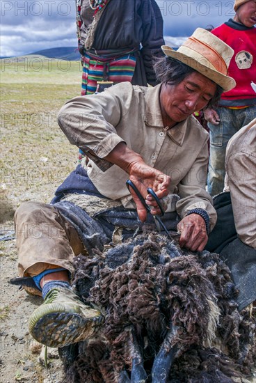 Tibetan shepards shaving sheeps along the road from Tsochen to Lhasa