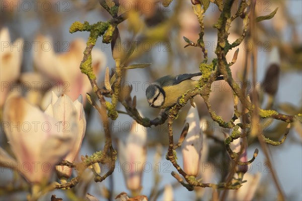 Blue tit