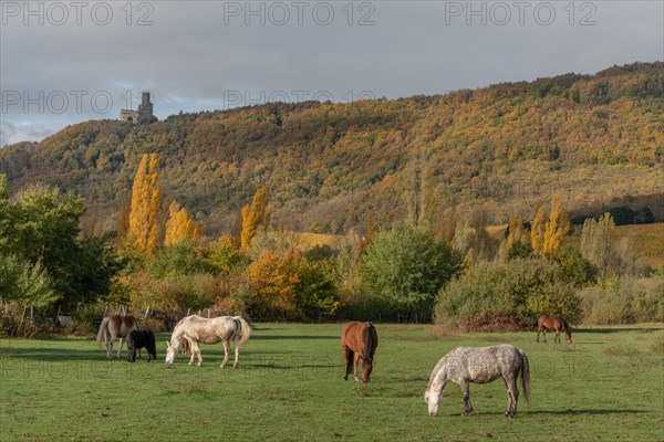 Horses quietly digging in a paddock in autumn. Alsace