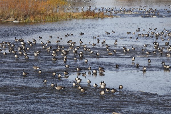 Canada geese in river