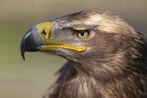 Steppe eagle