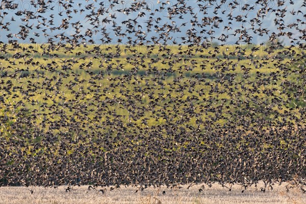 Flock of starlings in coordinated flight in the vineyard in autumn. Alsace