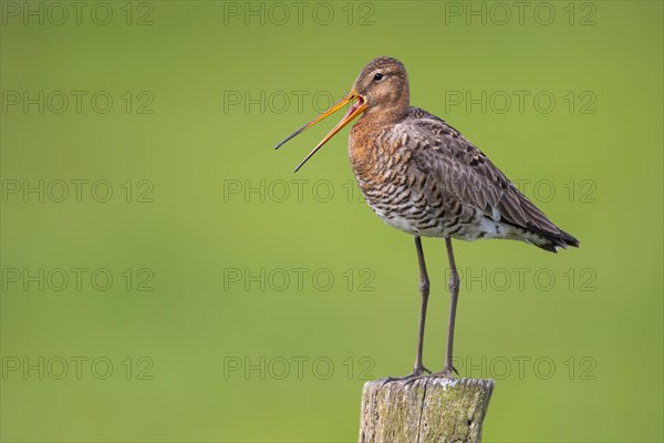 Black-tailed Godwit