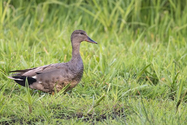 Gadwall