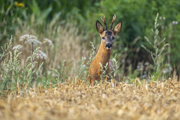 European roe deer