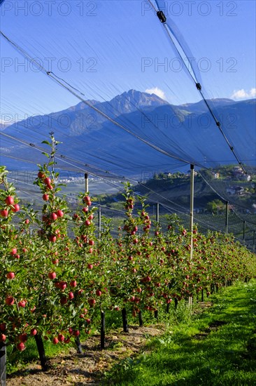 Apple groves