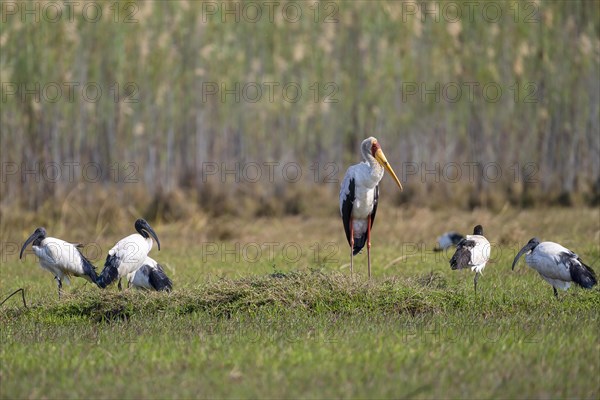 Yellow-billed stork