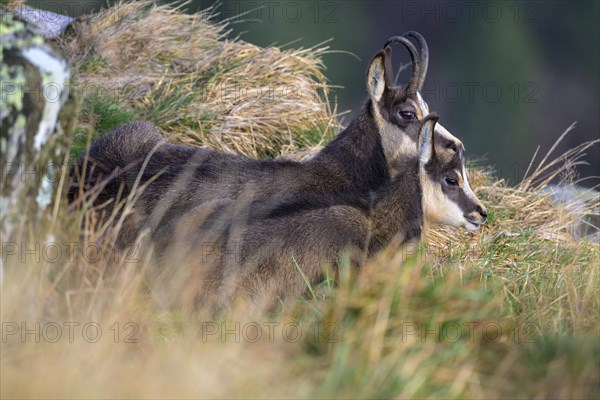 Chamois