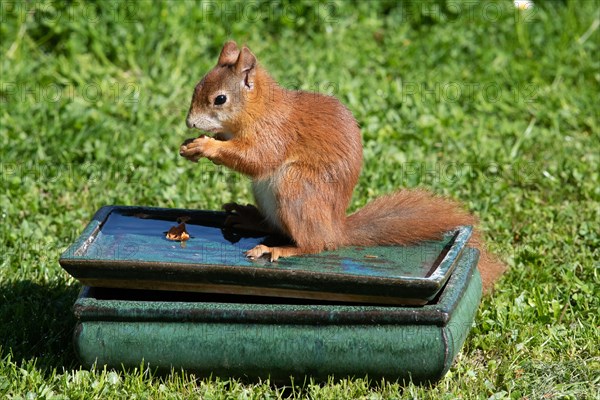 Squirrel holding nut in hands standing on table with water in green grass looking left