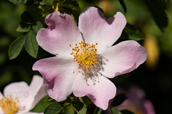 Hedge Rose Pink Flower and Green Leaves