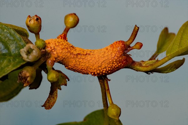 Crown rust orange fruiting bodies against grey sky