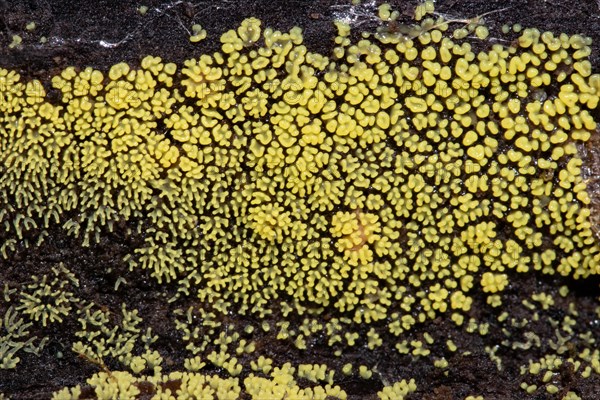 White-yellow net cushion many yellow fruiting bodies next to each other on tree trunk