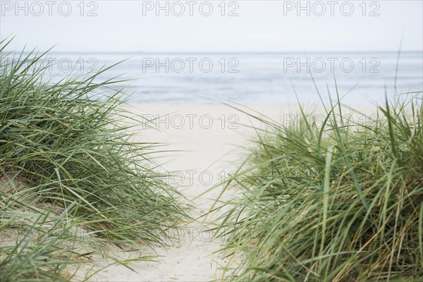 European marram grass