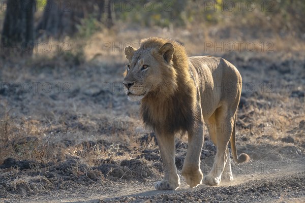 African lion