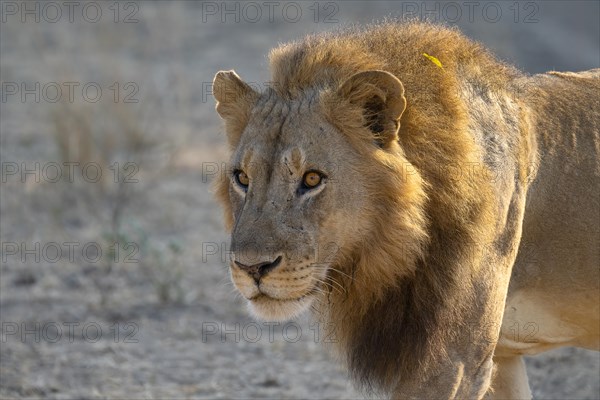 African lion