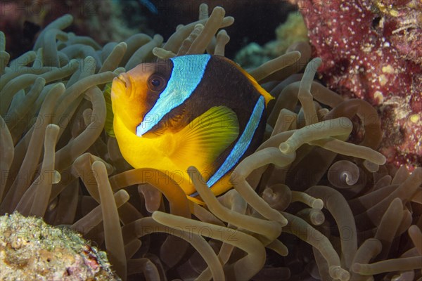 Red sea clownfish