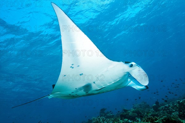 Pelagic manta ray