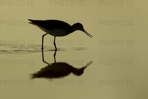 Greenshank