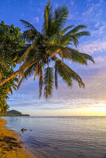 Palm trees on a beach at sunrise on Island Ile Sainte Marie