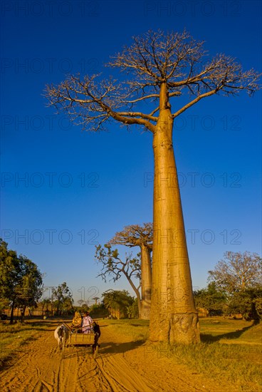 Ox cart at the Avenue de Baobabs near Morondavia