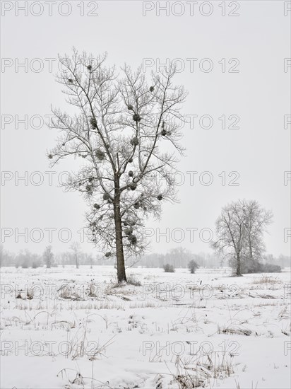 Winter landscape