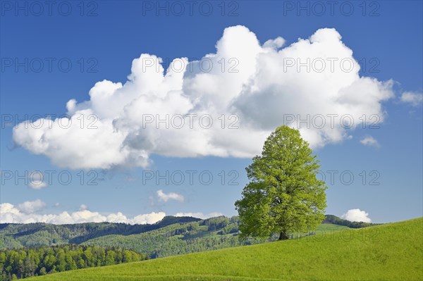 Solitary tree