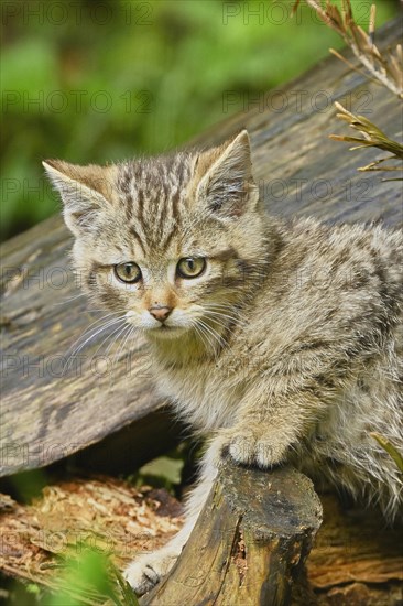 European wildcat