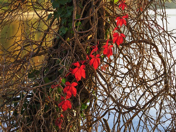 Branch of red discoloured ivy on tree trunk