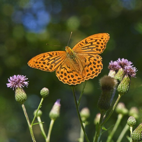 Silver-washed fritillary